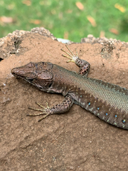 Adolfus kibonotensis