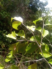 Dialium unifoliolatum