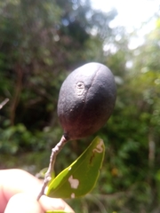 Dialium unifoliolatum