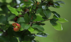 Ochna inermis