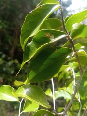 Dialium unifoliolatum