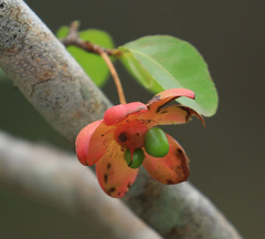 Ochna inermis