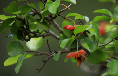 Ochna inermis