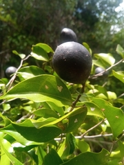 Dialium unifoliolatum