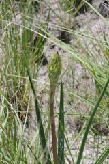Aloe micracantha