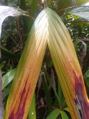 Dypsis poivreana