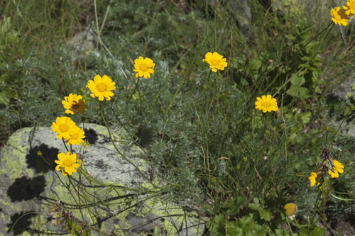 Archanthemis marschalliana