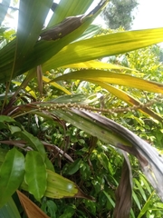 Dypsis poivreana