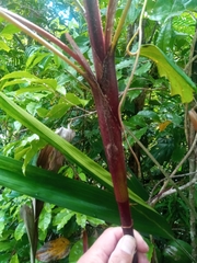Dypsis poivreana
