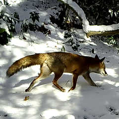 Vulpes vulpes japonica