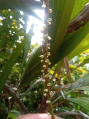 Dypsis poivreana