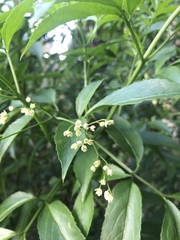 Sambucus australasica