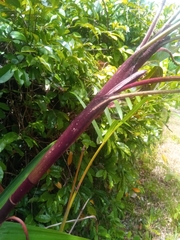 Dypsis poivreana
