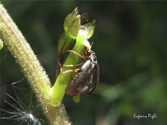 Cantharis pagana