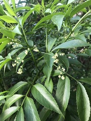 Sambucus australasica