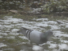 Columba livia domestica