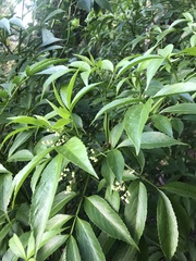 Sambucus australasica