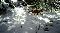 Vulpes vulpes japonica