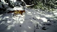Vulpes vulpes japonica
