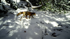 Vulpes vulpes japonica