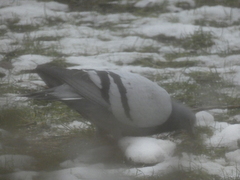 Columba livia domestica
