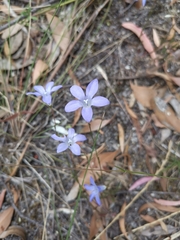 Wahlenbergia gymnoclada
