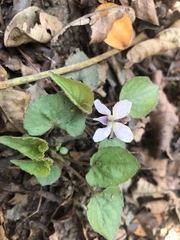 Viola pilosa