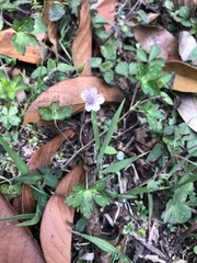 Geranium nepalense