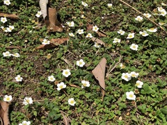 Fragaria nubicola