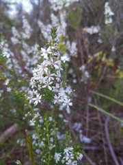 Olearia ericoides