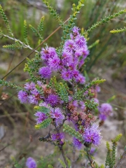 Melaleuca gibbosa