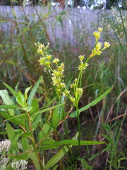 Juncus canadensis