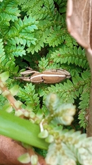 Cryptoderma