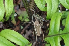 Cryptoderma