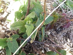 Teucrium scorodonia