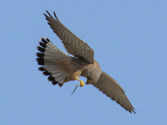 Falco tinnunculus