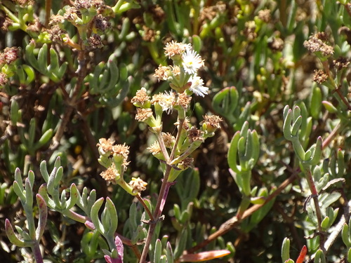 Image of Ruschia multiflora by (c) Shaun Swanepoel, some rights reserved (CC BY)