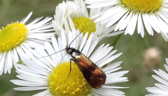 Nemophora prodigella
