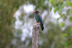 Eurystomus orientalis pacificus