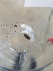 Porcellio scaber