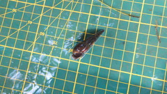 Thiaridae