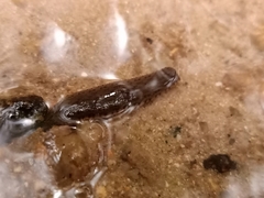 Hirudinaria manillensis