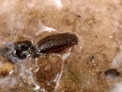 Hirudinaria manillensis