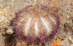 Temnopleurus alexandri