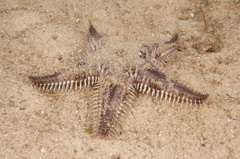 Astropecten polyacanthus