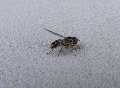 Dasysyrphus intrudens