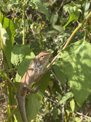 Calotes versicolor