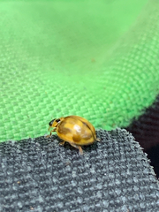 Harmonia antipoda