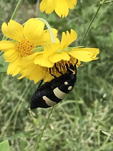 CMR Blisterbeetle