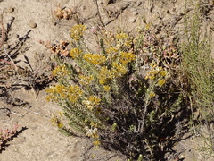 Helichrysum hamulosum